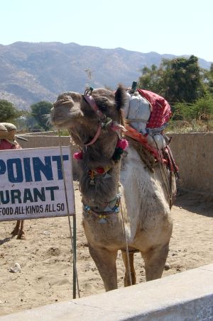 pushkar_camel.jpg