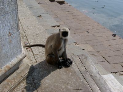 pushkar_lakeview_monkey6.jpg