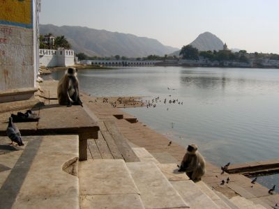 pushkar_lakeview_monkeys7.jpg