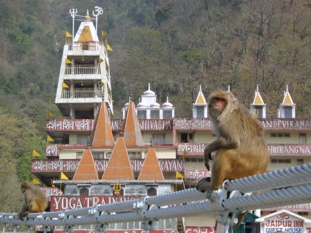 Monkeys on the suspension bridge at Laxman Jula