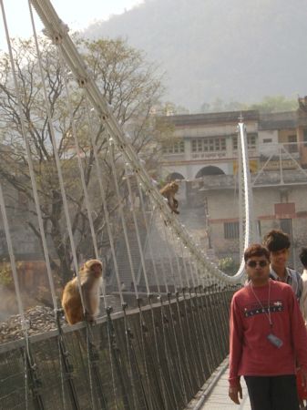 Monkeys on Laxman Jula, looking towards Rishikesh